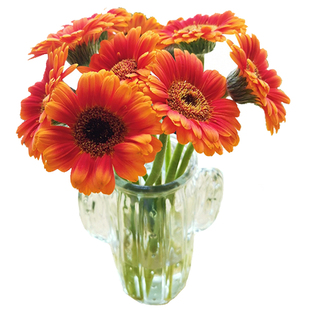 福娃弗朗花鲜花云南基地直发家用鲜切花水培扶郎花插花非洲菊花束