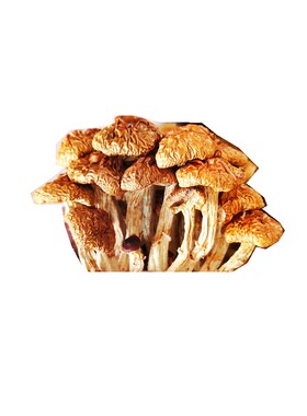 滑子菇榛蘑干货 量大价格优惠500克整朵品质好新货质量都是整朵