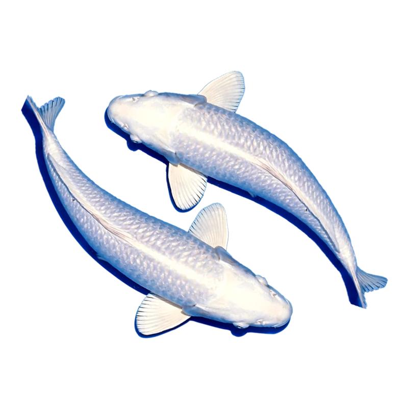 顺丰锦鲤活鱼冷水观赏鱼黄金纯种大正红白三色淡水好养耐活小金鱼