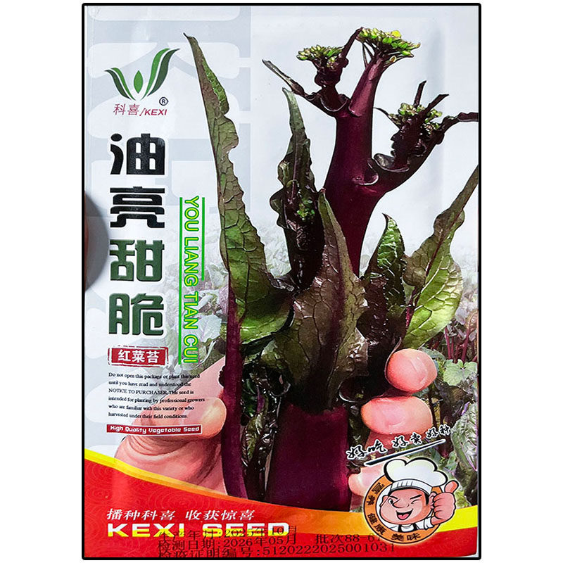 油亮甜脆2000粒红菜苔种子孑籽