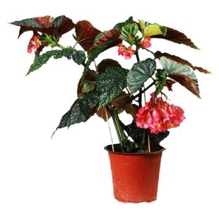 竹节海棠花卉盆栽大叶斑点易活阳台观叶秋海棠木本绿植物好养