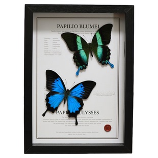 天堂凤蝶爱神凤蝶蝴蝶标本组合装饰画真蝴蝶创意礼品摆件送礼物