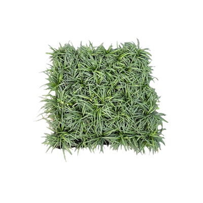 矮麦冬草玉龙草绿化草坪草皮托盘