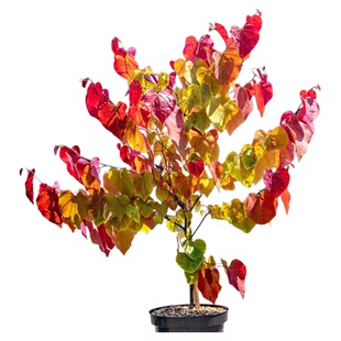 虹越加拿大紫荆永恒之火树苗盆栽小苗庭院阳台观花观叶多年生耐寒