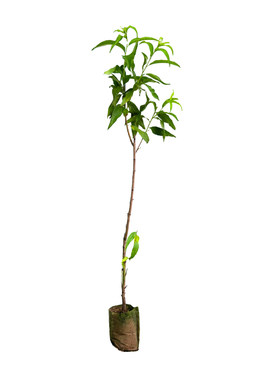 嫁接水蜜桃树苗早熟桃树树苗南北方种植桃子苗当年结果特大果树苗