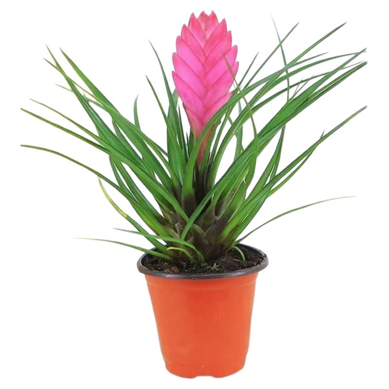 铁兰花盆栽带花招财植物花苞室内桌面花卉绿植室内客厅当年开花