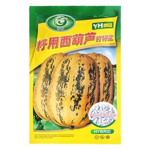 籽用西葫芦种子打籽西葫芦产籽角瓜多籽西葫芦白瓜子高产春季秋季