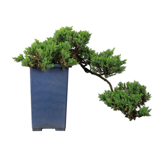 塔松柏树地柏悬崖造型老桩盆景素材苗植物室内客厅高端绿植盆栽