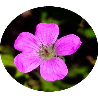 宿根花卉草本花卉庭院盆栽老鹳草