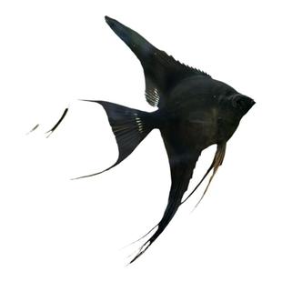 小神仙鱼活体秘鲁燕鱼小型热带淡水观赏鱼好养耐活活体鱼密鲁神仙