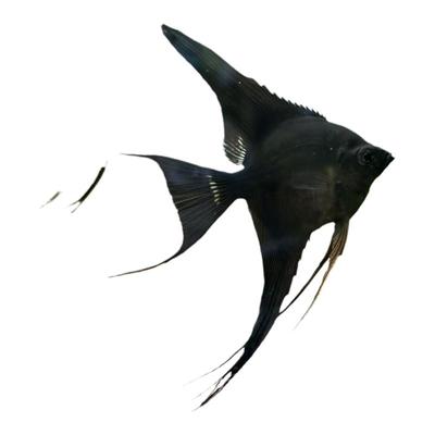 小神仙鱼活体秘鲁燕鱼小型热带淡水观赏鱼好养耐活活体鱼密鲁神仙