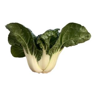 建南优质奶白菜种子矮脚黑叶油菜四季小白菜种籽青菜籽种蔬菜种孑