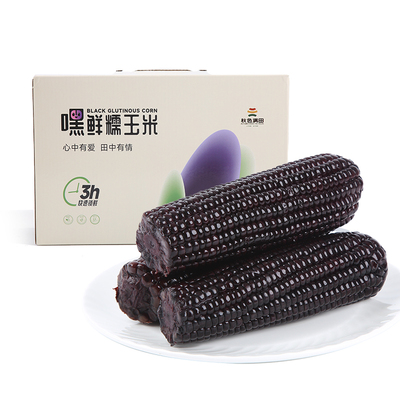 东北黑糯玉米新货大棒富含花青素