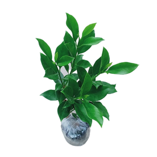 非洲茉莉花盆栽大型树苗四季常绿植物花卉庭院阳台室内外净化空气