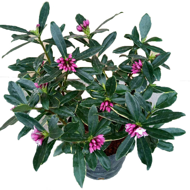 浓香瑞香花多年生庭院室内植物