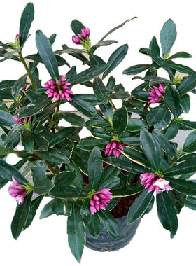 浓香瑞香花多年生庭院室内植物