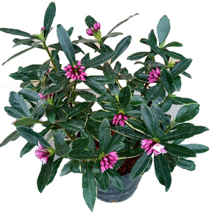 浓香型瑞香金边盆栽室内外盆栽秋冬花卉带香耐寒植物瑞香花植物苗