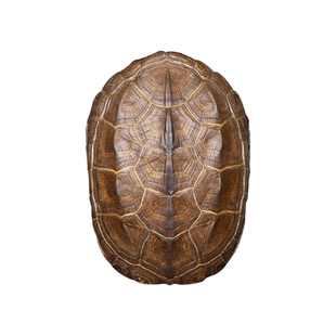 天然乌龟壳文玩六爻摇卦工具真品龟甲乾隆铜钱六十四挂卜用品摆件