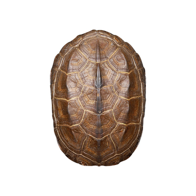 天然龟壳摇卦工具文创铜钱摆件