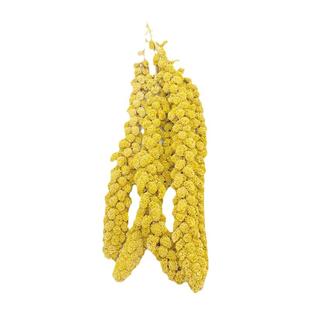 天然谷穗 鹦鹉零食 黄谷穗 仓鼠粮 穗 优质 农家自种一件包邮