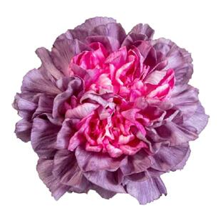 野马康乃馨鲜切花基地直供直批云南昆明斗南市场真花发批家用水养