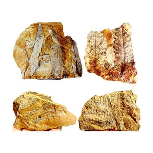 奇石观赏石模树叶菊石三叶虫狼鳍鱼昆虫树叶植物化石原石标本2509