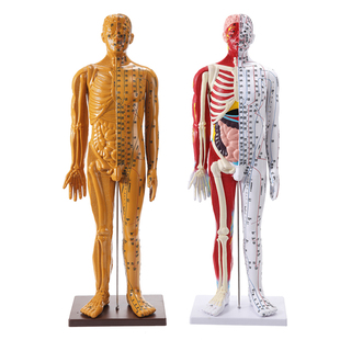 政河高品质中医针灸穴位人体模型人十二经络扎针小皮铜人全身玩具