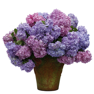 海蒂的花园绣球花苗无尽夏宴会新品绣球庭院阳台易活植物花卉盆栽