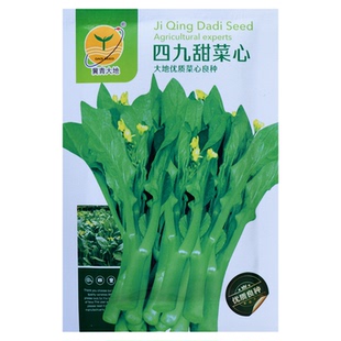 广东四九菜心种籽夏季耐热春季秋季青菜籽蔬菜四季菜薹菜苔种子孑