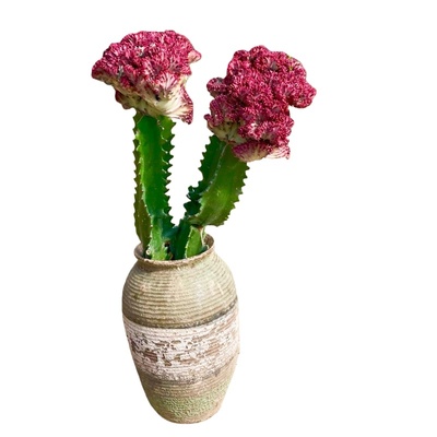 红麒麟室内客厅乔迁盆栽喜庆