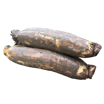 【洪湖藕王礼盒装】送礼首选