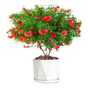 石榴花盆栽可食用室内外客厅阳台花卉绿植庭院观赏果树四季好养