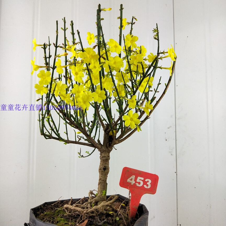 定制迎春花盆景盆栽桩小桩型精品提根盆景室内办公桌植物微型盆景