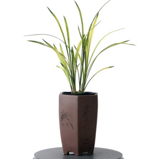 喜花里高端建兰花苗四季曲巧金边禅月达摩带花浓香好养室内卉盆栽