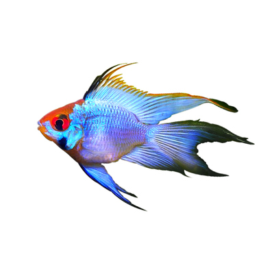 桃心金波子长尾阿凡达短鲷鱼