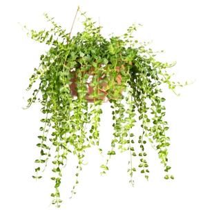 百万心吊兰盆栽植物室内垂吊千叶吊兰爱之蔓墙壁悬挂式常春藤好养