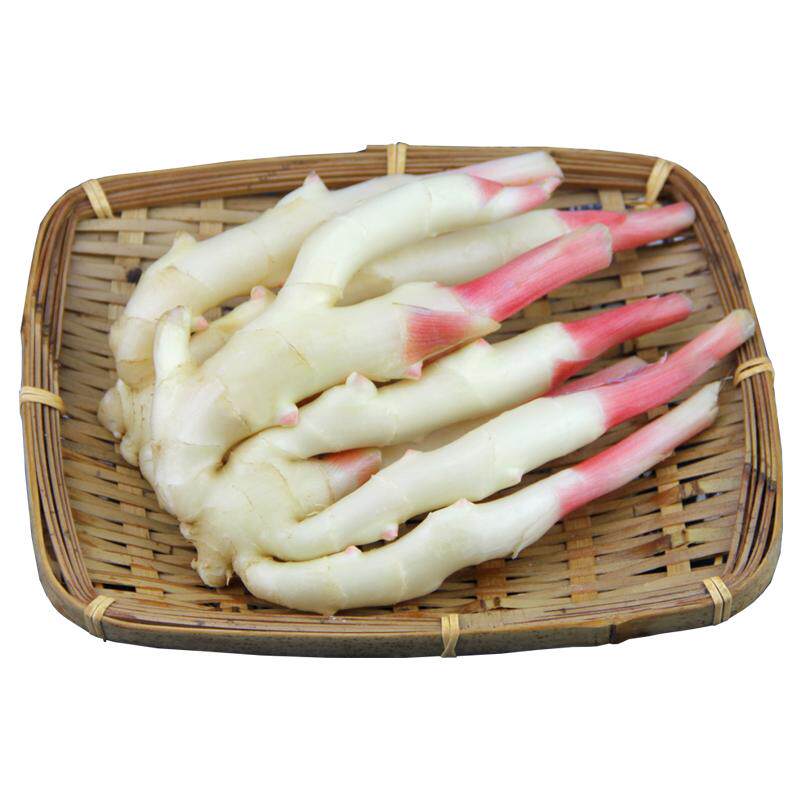 仔姜嫩姜新鲜四川嫩仔姜子姜芽红芽五指鲜姜竹根姜泡菜醋泡鲜生姜