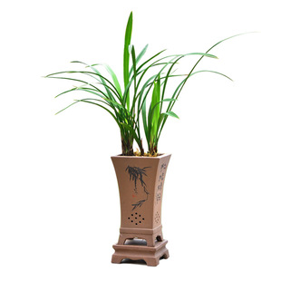 开花神器老种四季兰建兰金边兰花小桃红浓香 开3-4次花盆栽花卉