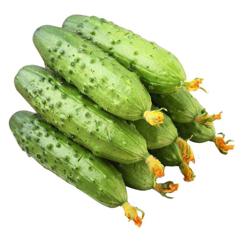 旱黄瓜种子甜脆四季种植蔬菜种籽