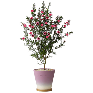 松红梅盆栽客厅室内耐寒绿植物书房庭院四季好养活冬季开花卉盆景