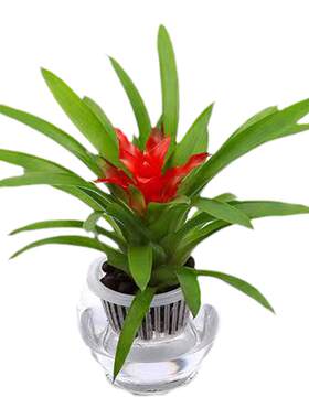 【特价抢购】鸿运当头盆栽花卉水培植物室内绿植鲜花凤梨红