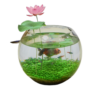 碗莲种子水培植物和鱼共养四季水养水草种子鱼缸造景水莲生态草缸