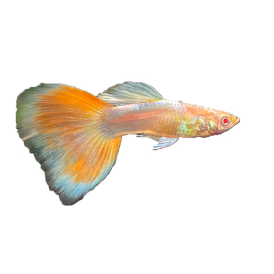 精品大尾巴珊瑚红火烧云孔雀鱼