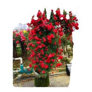 红木香花苗爬藤植物庭院阳台四季耐寒植物黄白木香花树苗盆栽大苗