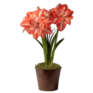 秘鲁荷兰重瓣袋装朱顶红种球球根花卉植物室内花阳台庭院好养盆栽