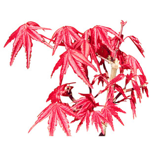红枫树苗 出猩猩枫树盆景盆栽庭院树日式阳台花园植物纪念树四季