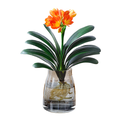 水培植物君子兰盆栽国宝级