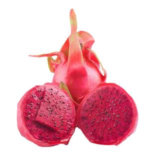 火龙果树苗红心火龙果苗四季结果火龙果苗阳台盆栽南北方庭院种植