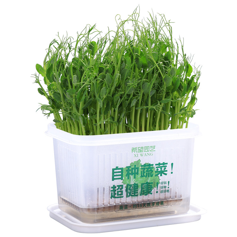 小学生水培植物观察绿豆芽豌豆苗菜种籽儿童种植盆栽花生蔬菜种子