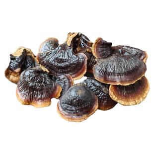 野生小金边灵芝长白山新货白肉灵芝清热赤灵芝泡水煲汤料500g